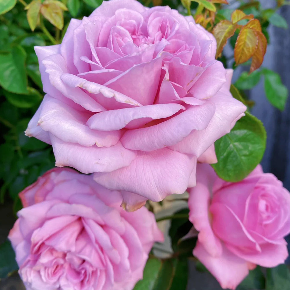 Charme Japanese Florist Shrub Rose