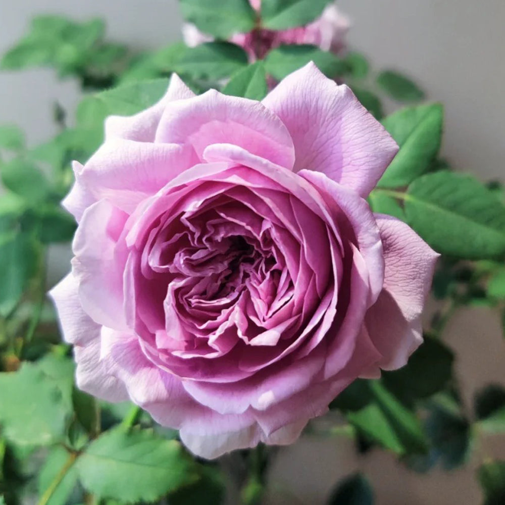 Charme Japanese Florist Shrub Rose