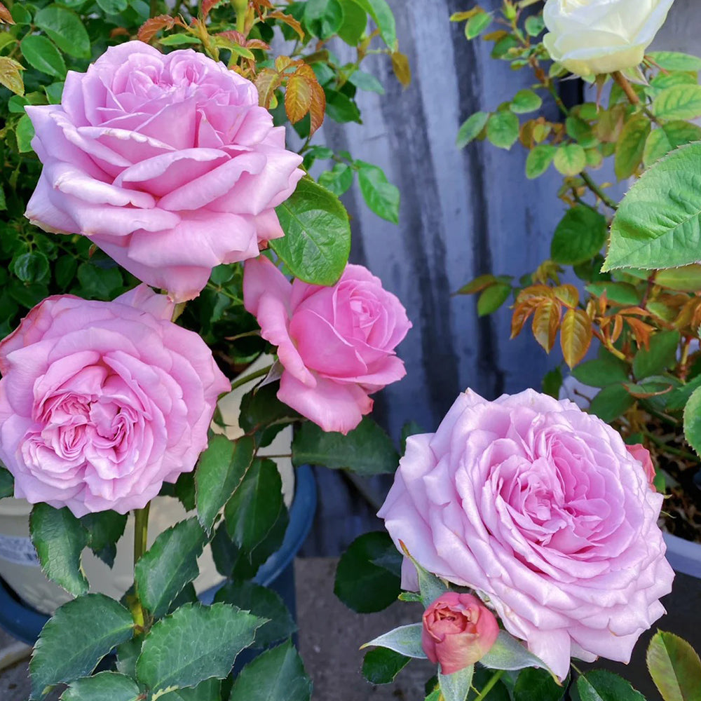 Charme Japanese Florist Shrub Rose