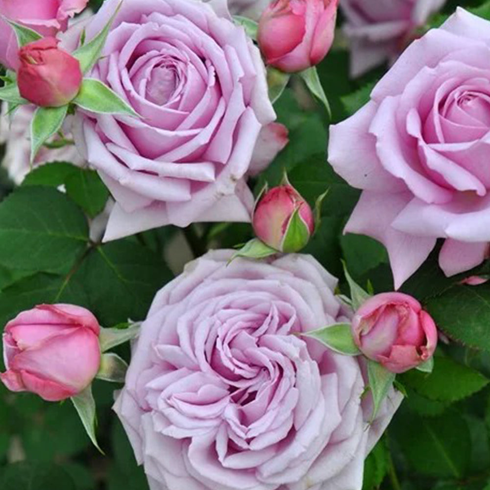Charme Japanese Florist Shrub Rose