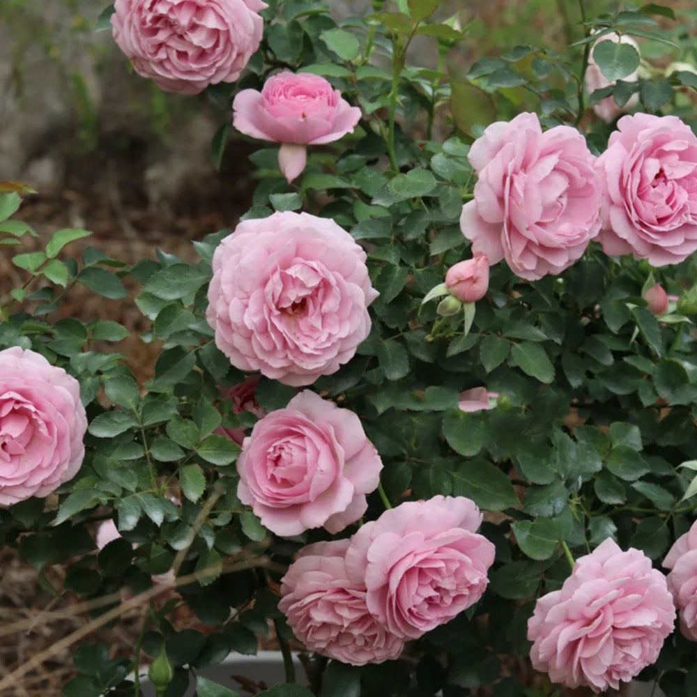 Charme Japanese Florist Shrub Rose