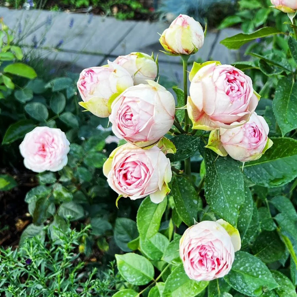 German Florist Shrub Rose Inspired by Charming Piano