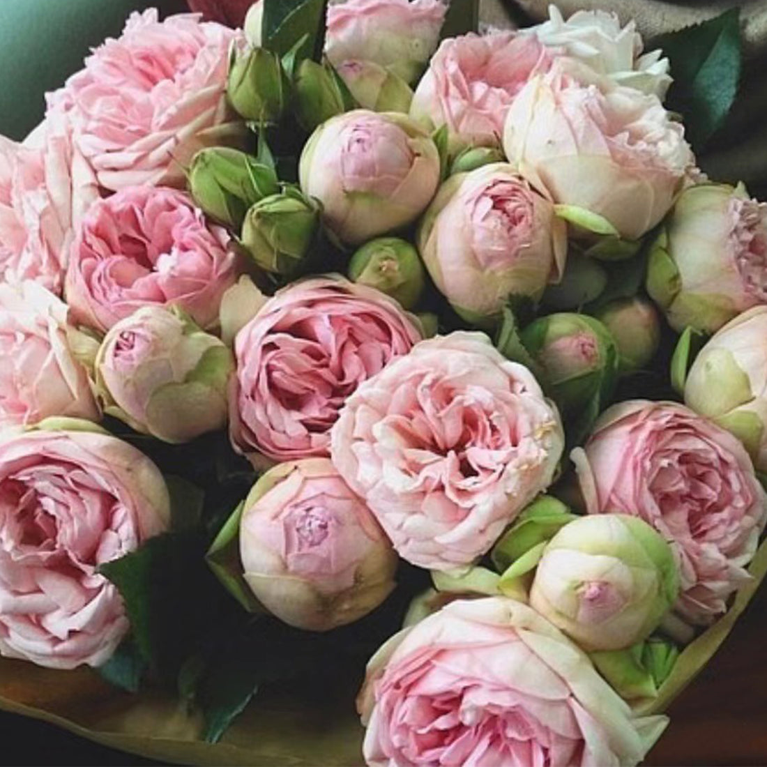 German Florist Shrub Rose Inspired by Charming Piano