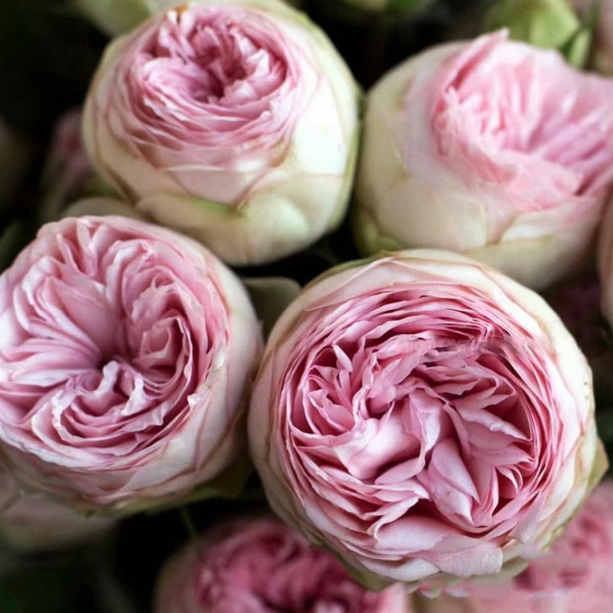 German Florist Shrub Rose Inspired by Charming Piano