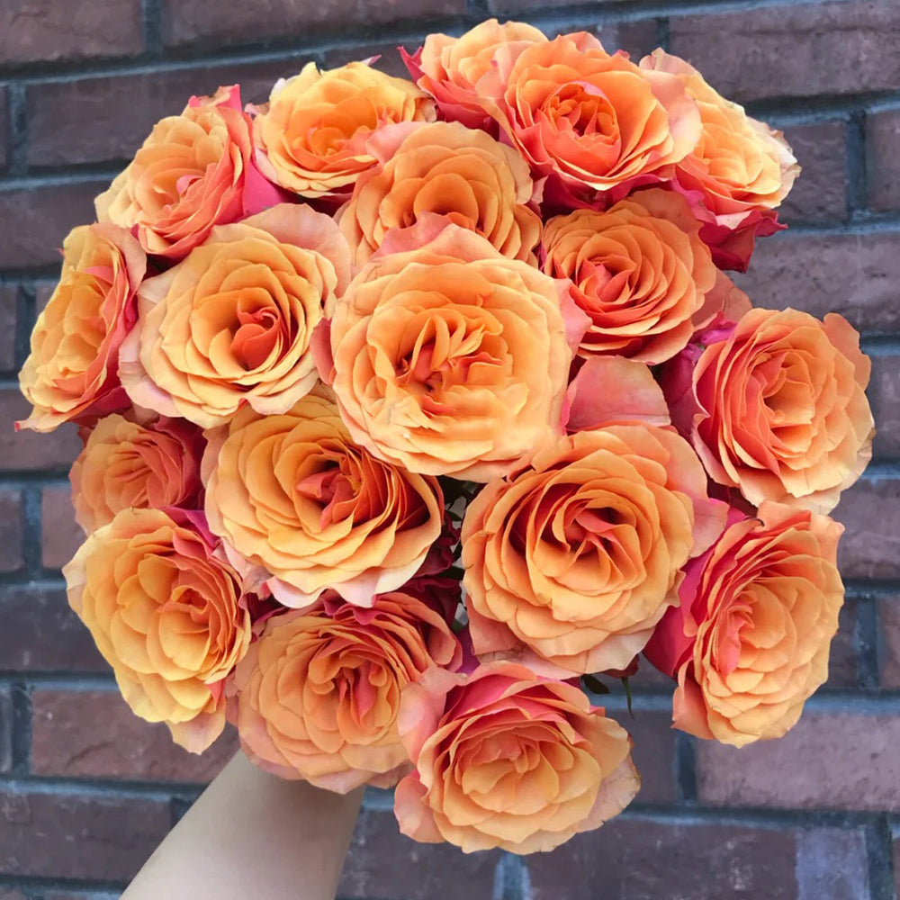 German Florist Shrub Rose Inspired by Cherry Brandy