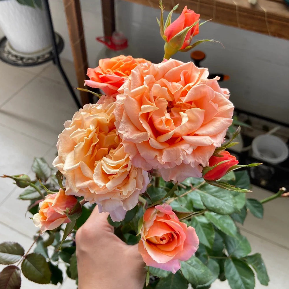 German Florist Shrub Rose Inspired by Cherry Brandy