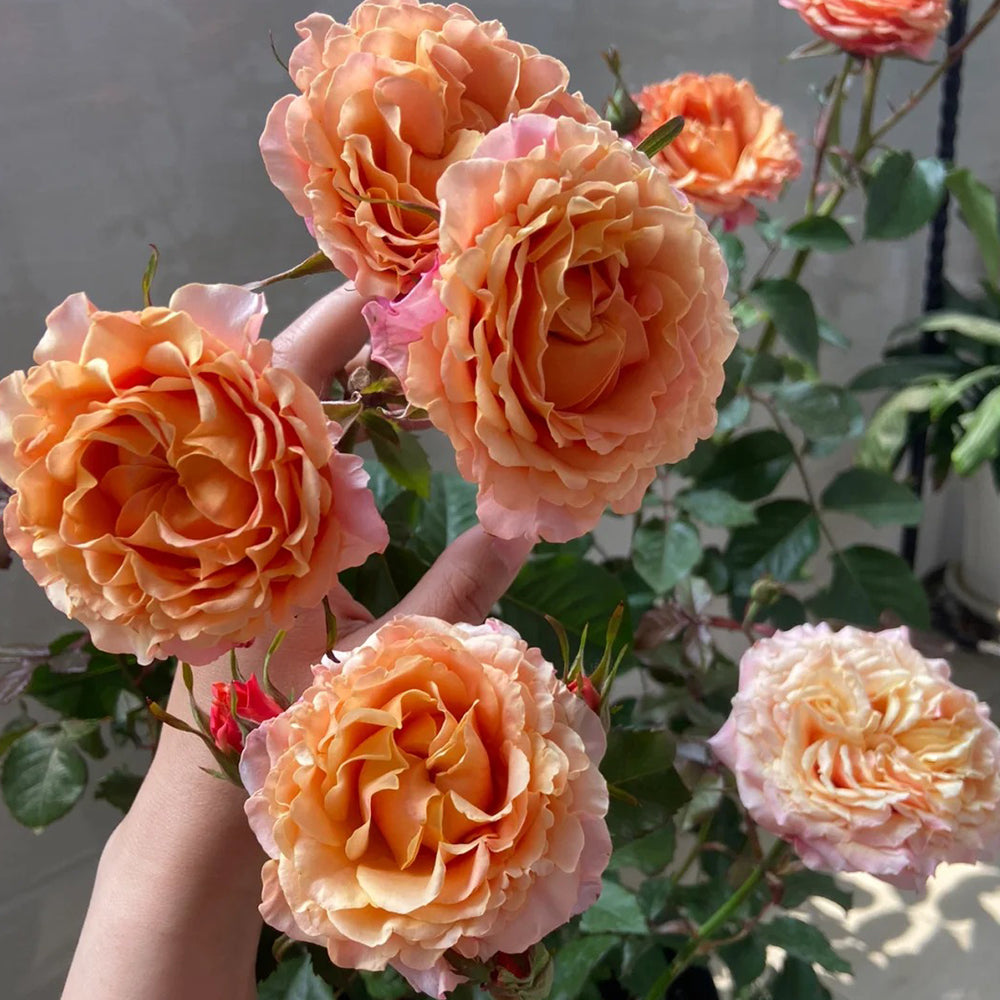 German Florist Shrub Rose Inspired by Cherry Brandy