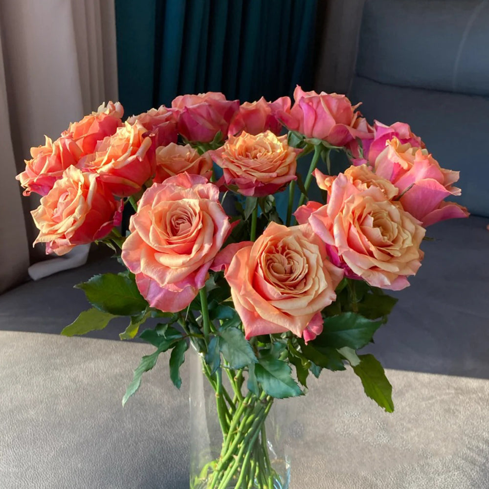 German Florist Shrub Rose Inspired by Cherry Brandy