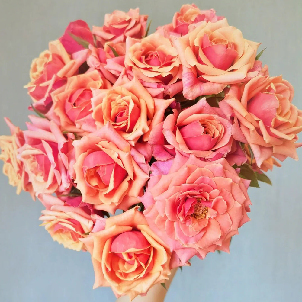 German Florist Shrub Rose Inspired by Cherry Brandy