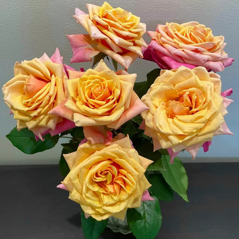 German Florist Shrub Rose Inspired by Cherry Brandy