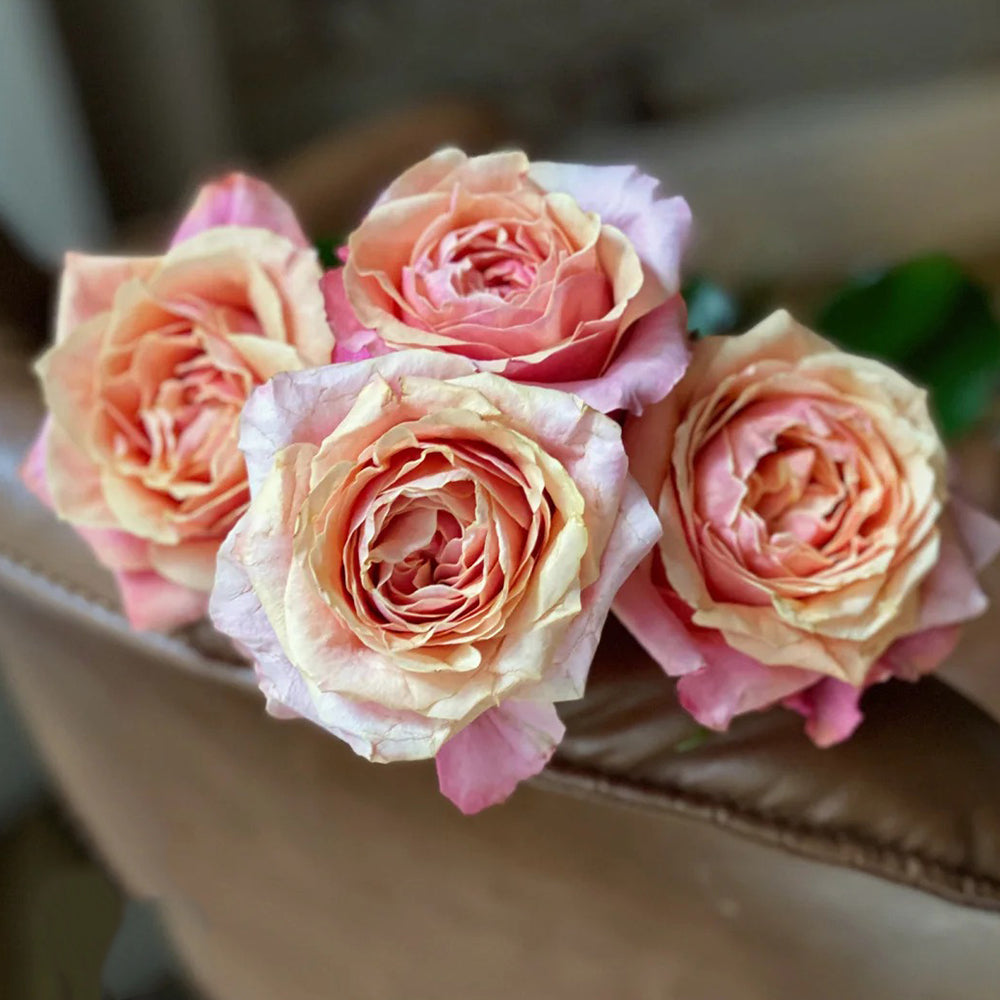 German Florist Shrub Rose Inspired by Cherry Brandy