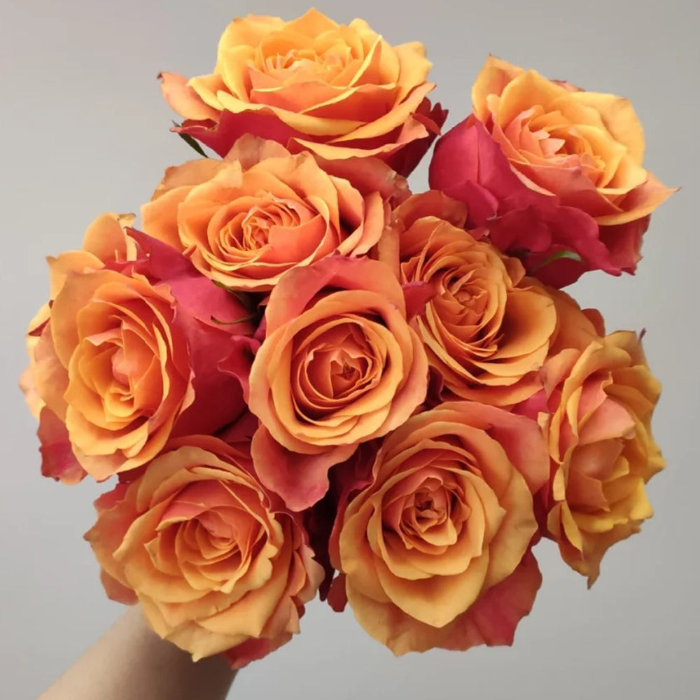 German Florist Shrub Rose Inspired by Cherry Brandy