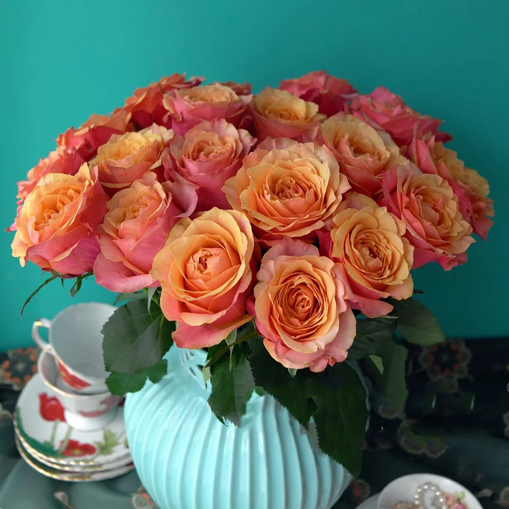 German Florist Shrub Rose Inspired by Cherry Brandy