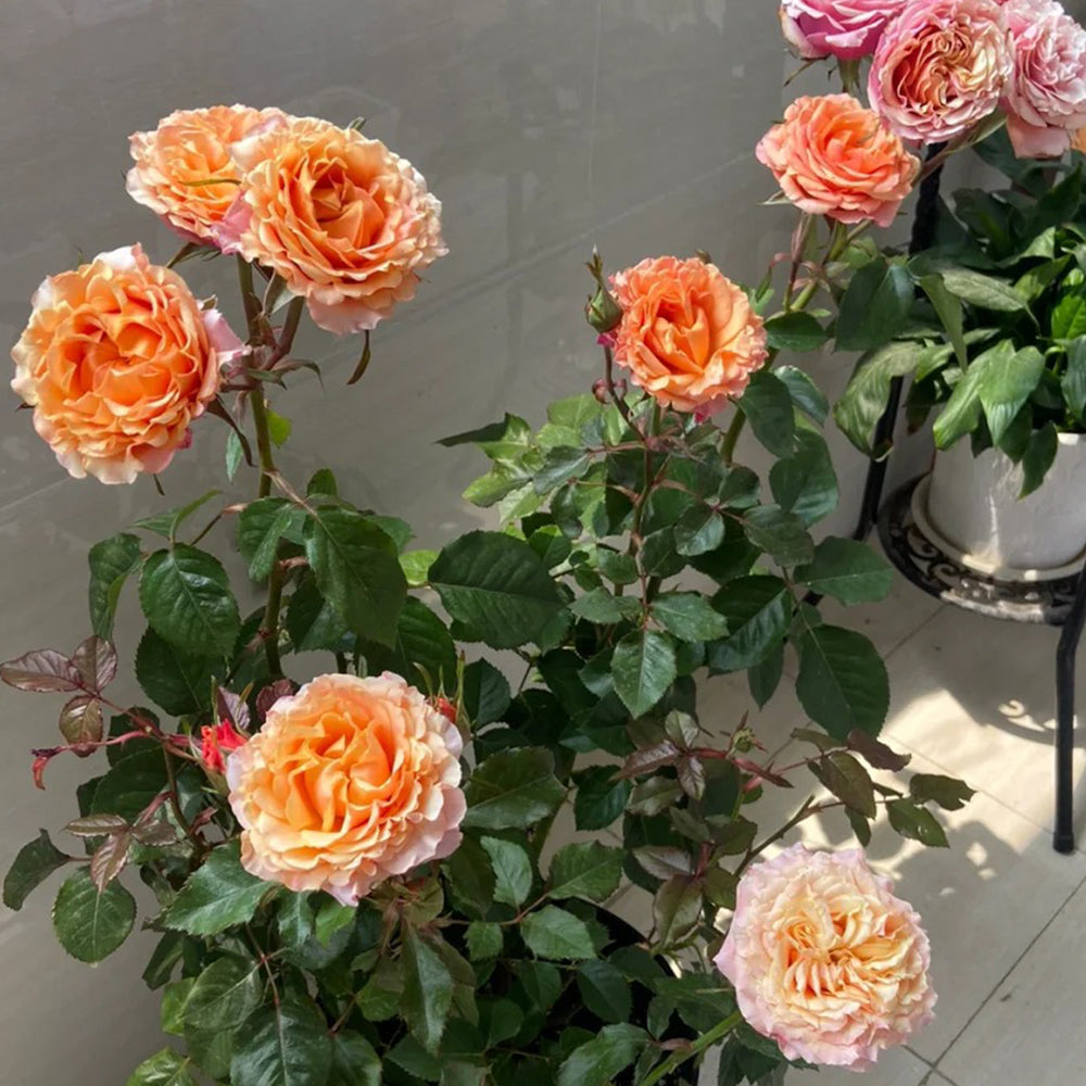 German Florist Shrub Rose Inspired by Cherry Brandy