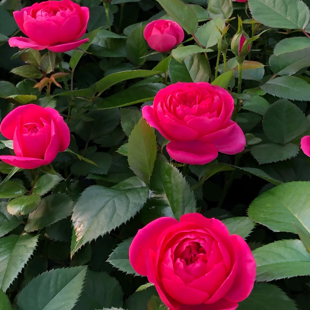 Cherry Gemstone Florist Shrub Rose
