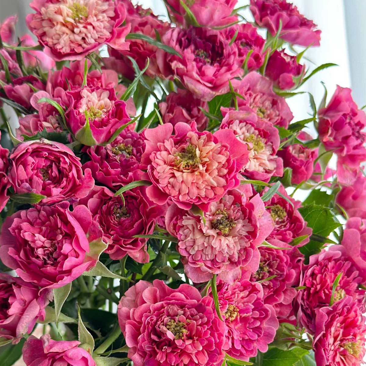 Cherry Sea Anemone Dutch Florist Shrub Rose