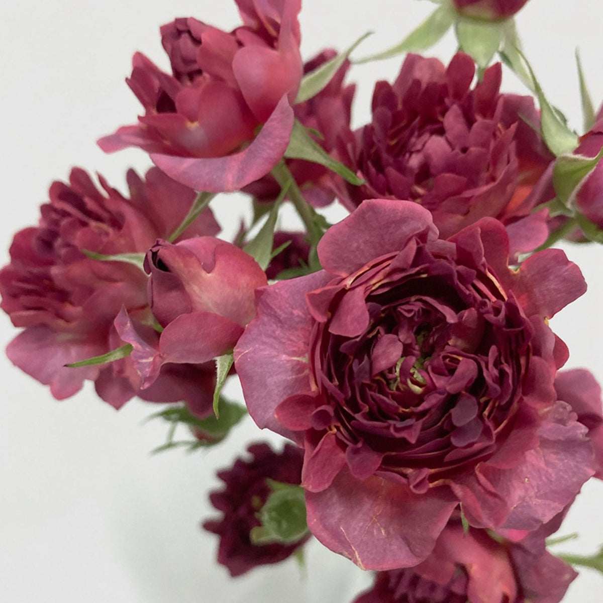 Cherry Sea Anemone Dutch Florist Shrub Rose