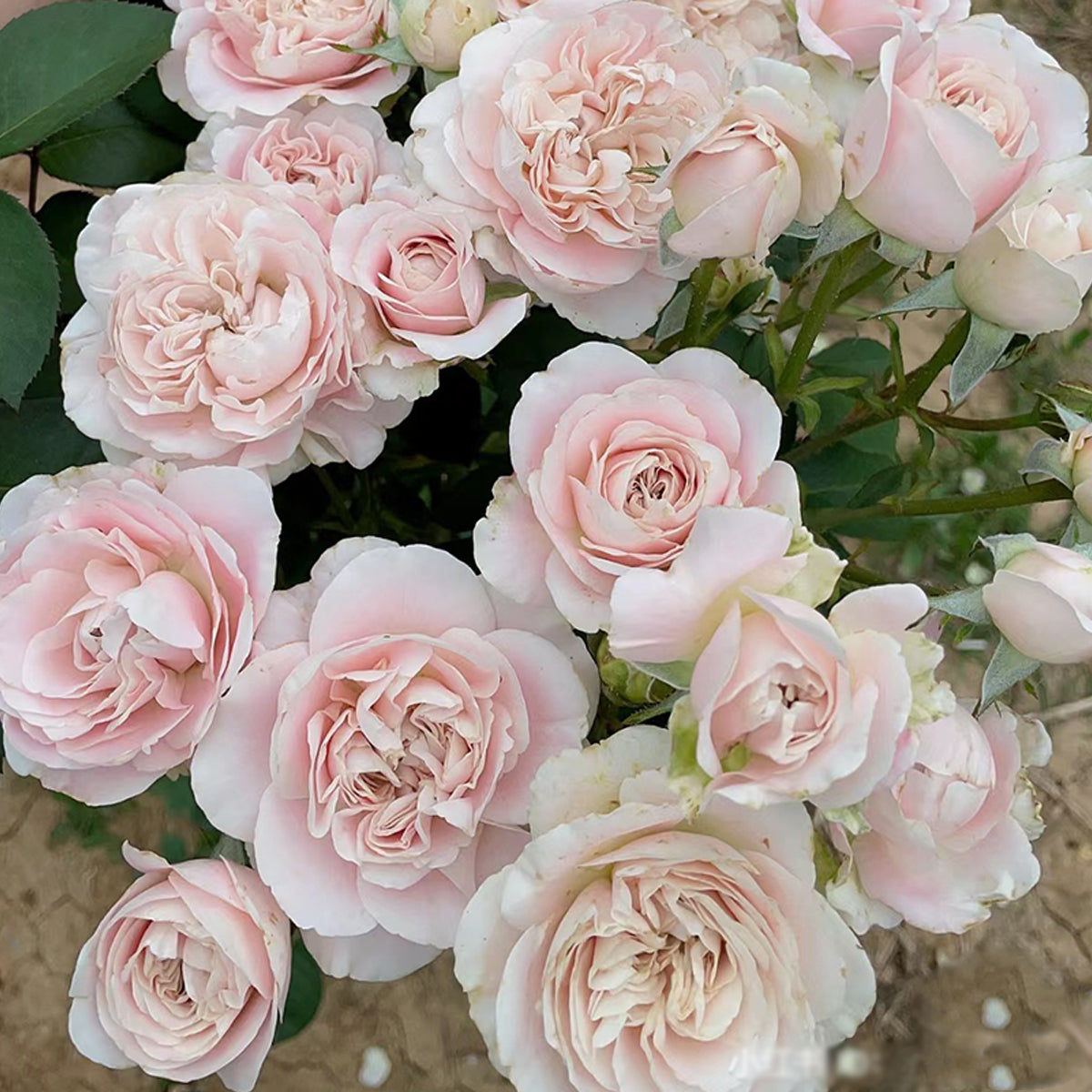 Dutch Florist Shrub Rose Inspired by Chiffon