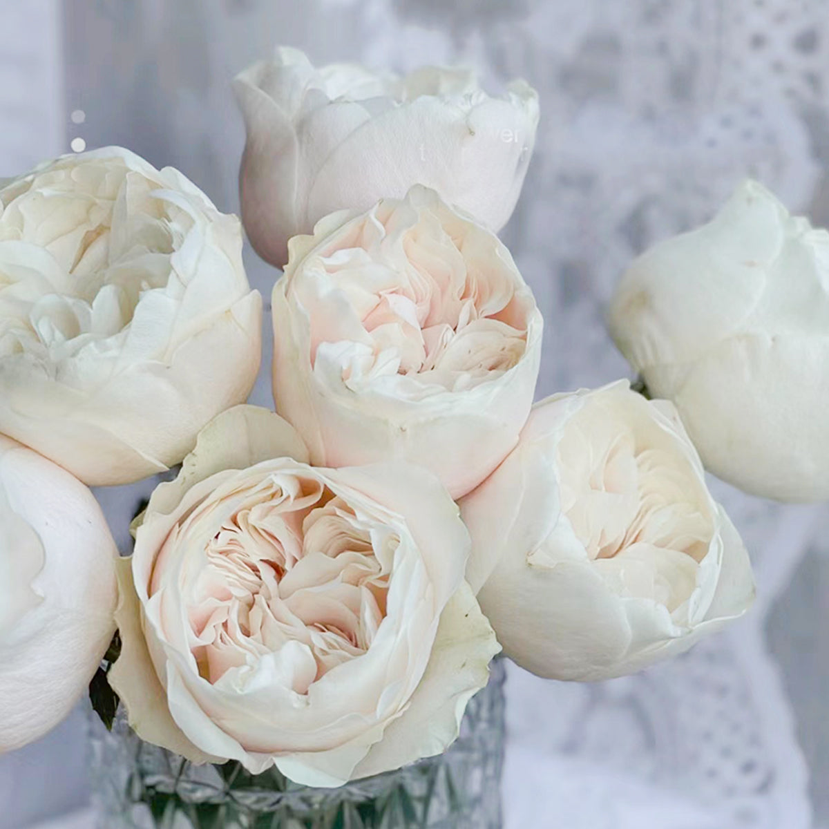 Dutch Florist Shrub Rose Inspired by Chiffon