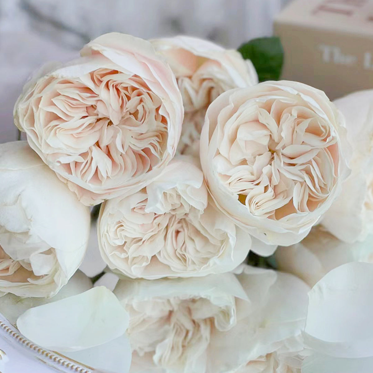 Dutch Florist Shrub Rose Inspired by Chiffon
