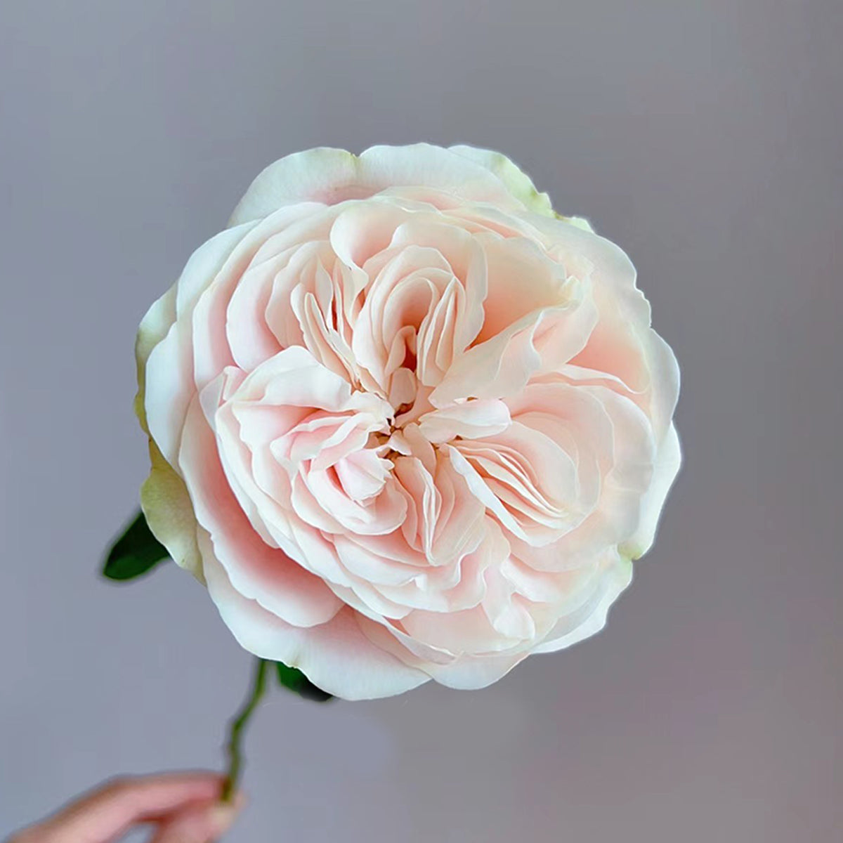 Dutch Florist Shrub Rose Inspired by Chiffon
