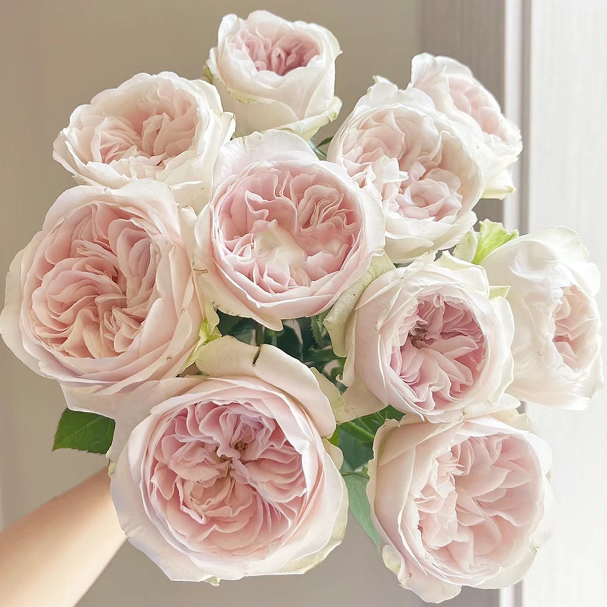Dutch Florist Shrub Rose Inspired by Chiffon