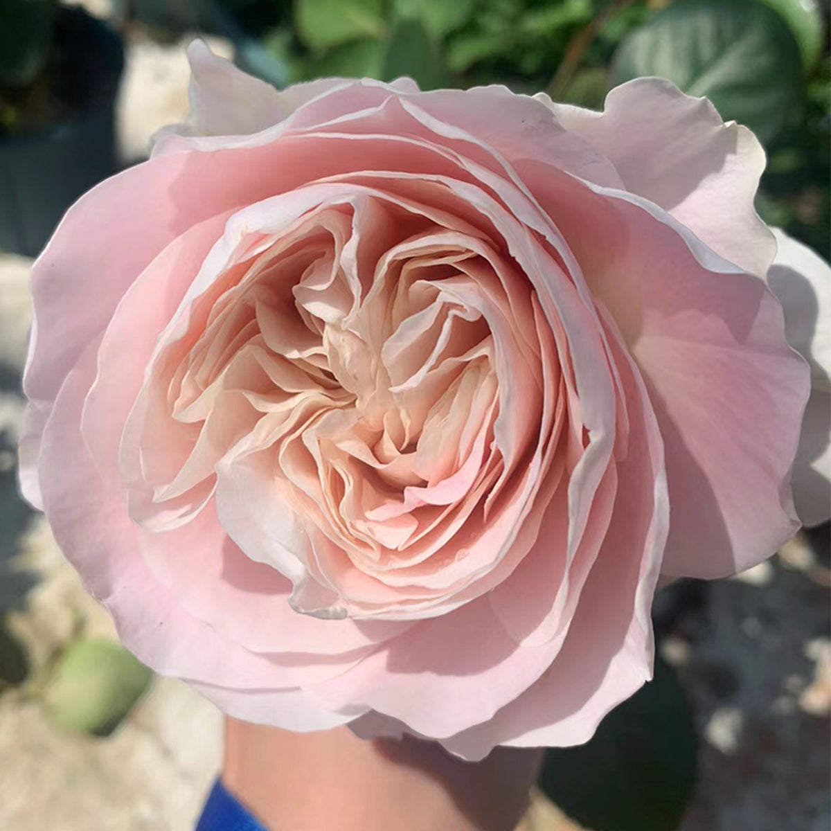 Dutch Florist Shrub Rose Inspired by Chiffon