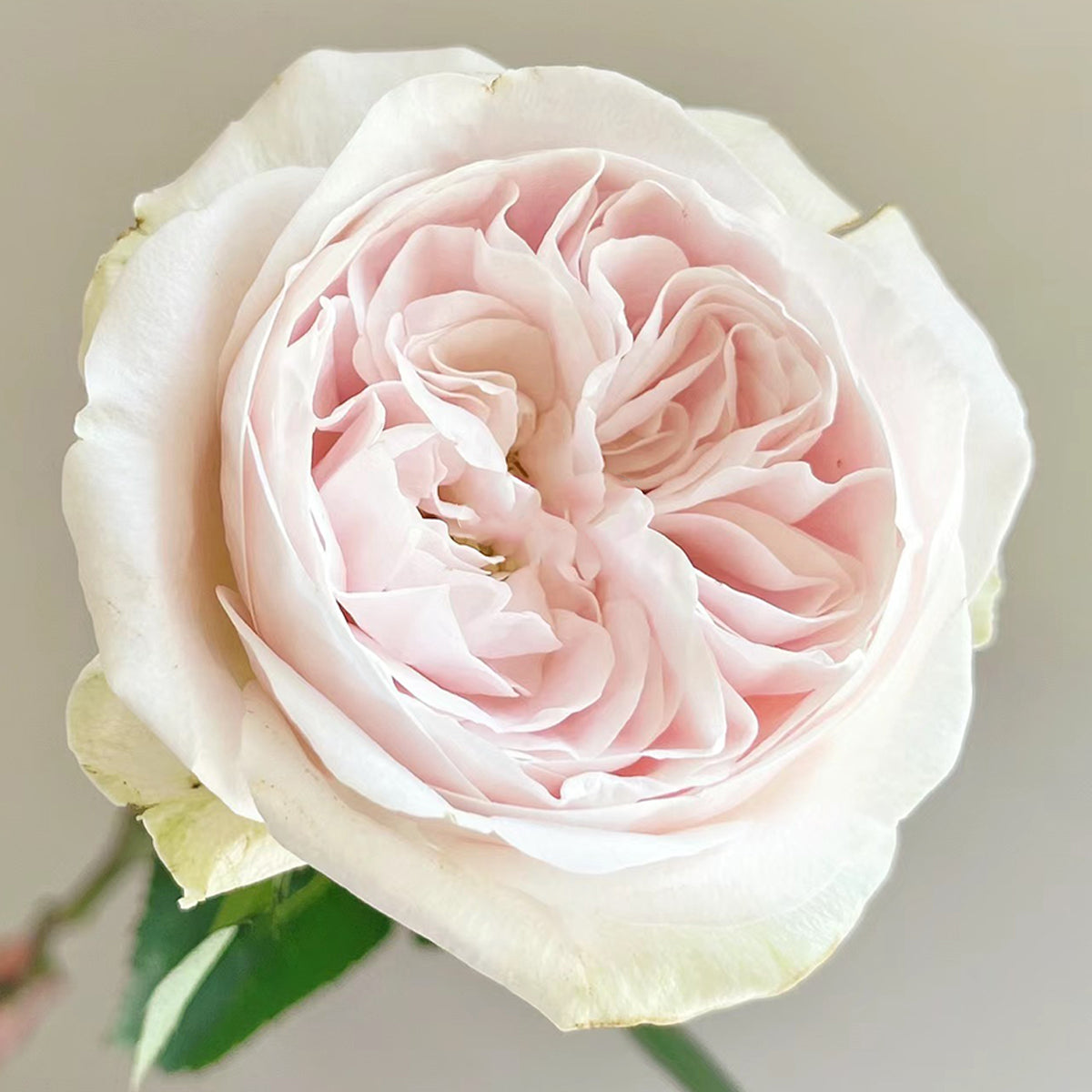 Dutch Florist Shrub Rose Inspired by Chiffon