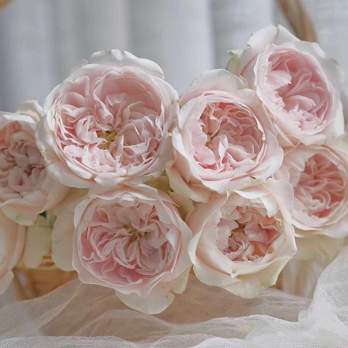Dutch Florist Shrub Rose Inspired by Chiffon