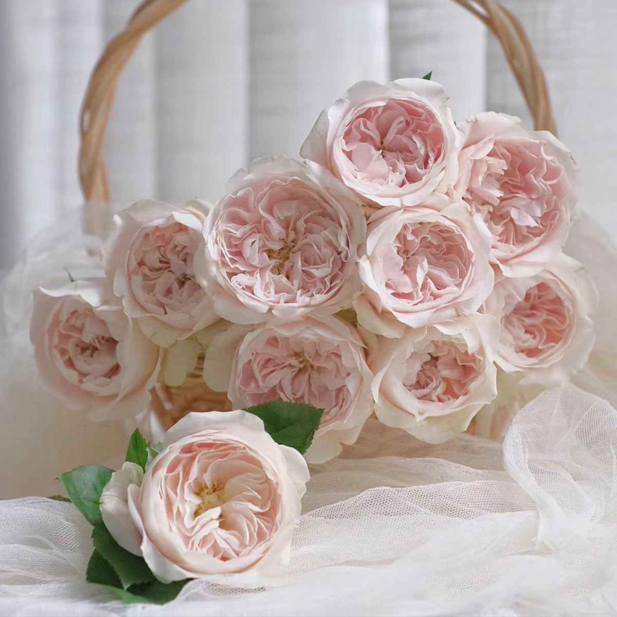 Dutch Florist Shrub Rose Inspired by Chiffon