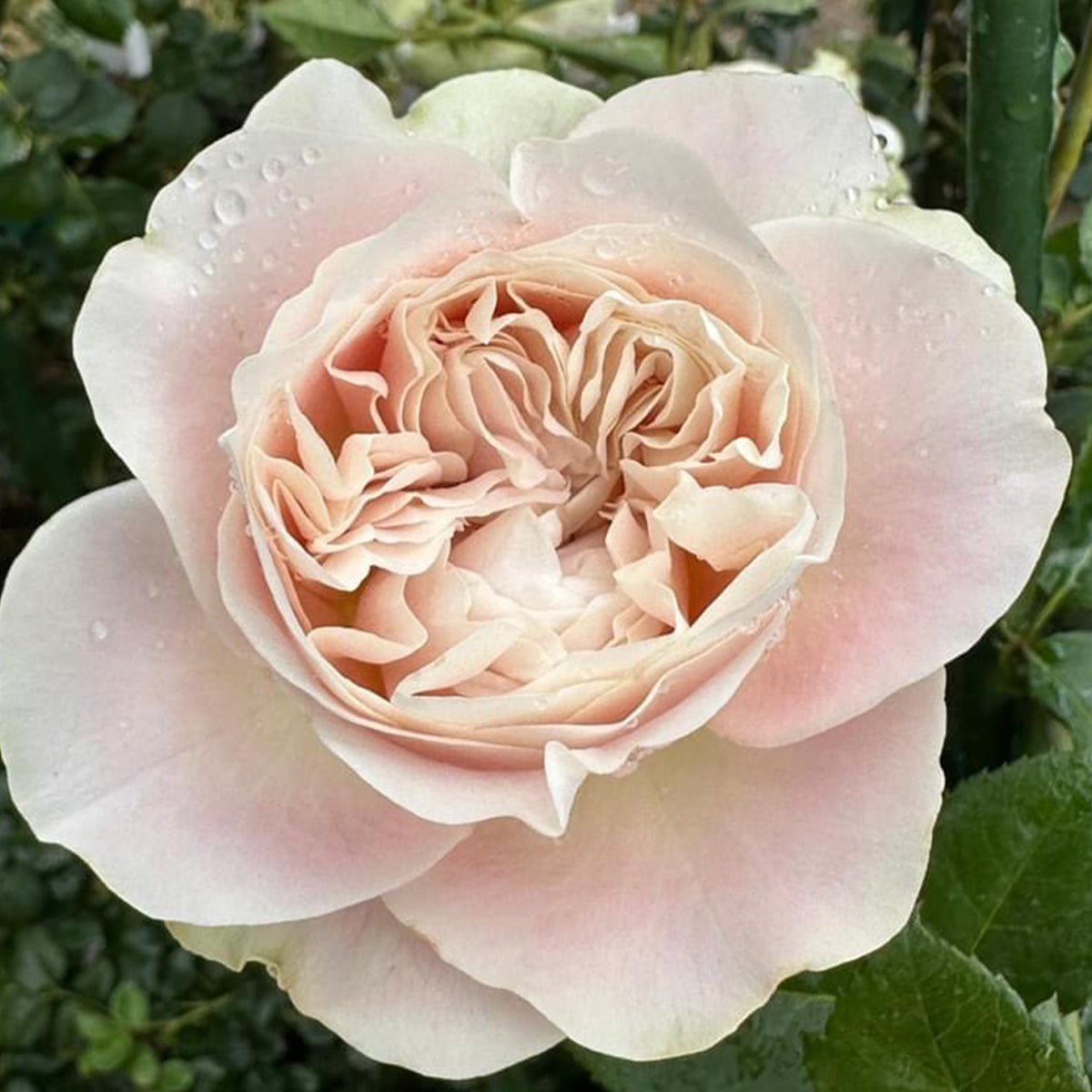 Dutch Florist Shrub Rose Inspired by Chiffon