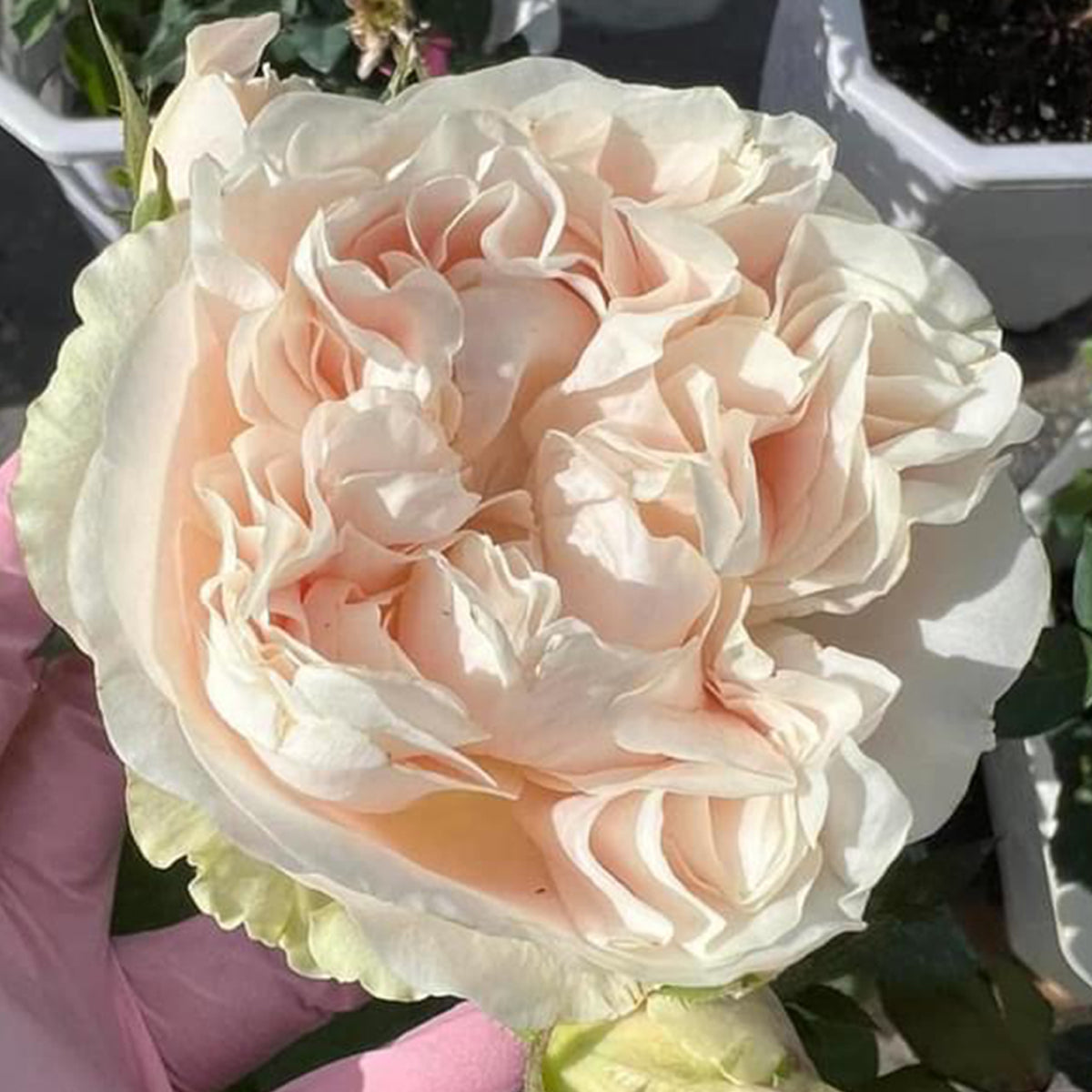 Dutch Florist Shrub Rose Inspired by Chiffon