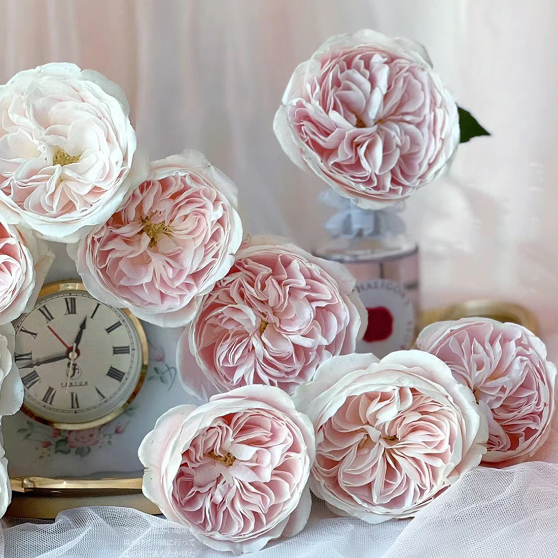 Dutch Florist Shrub Rose Inspired by Chiffon