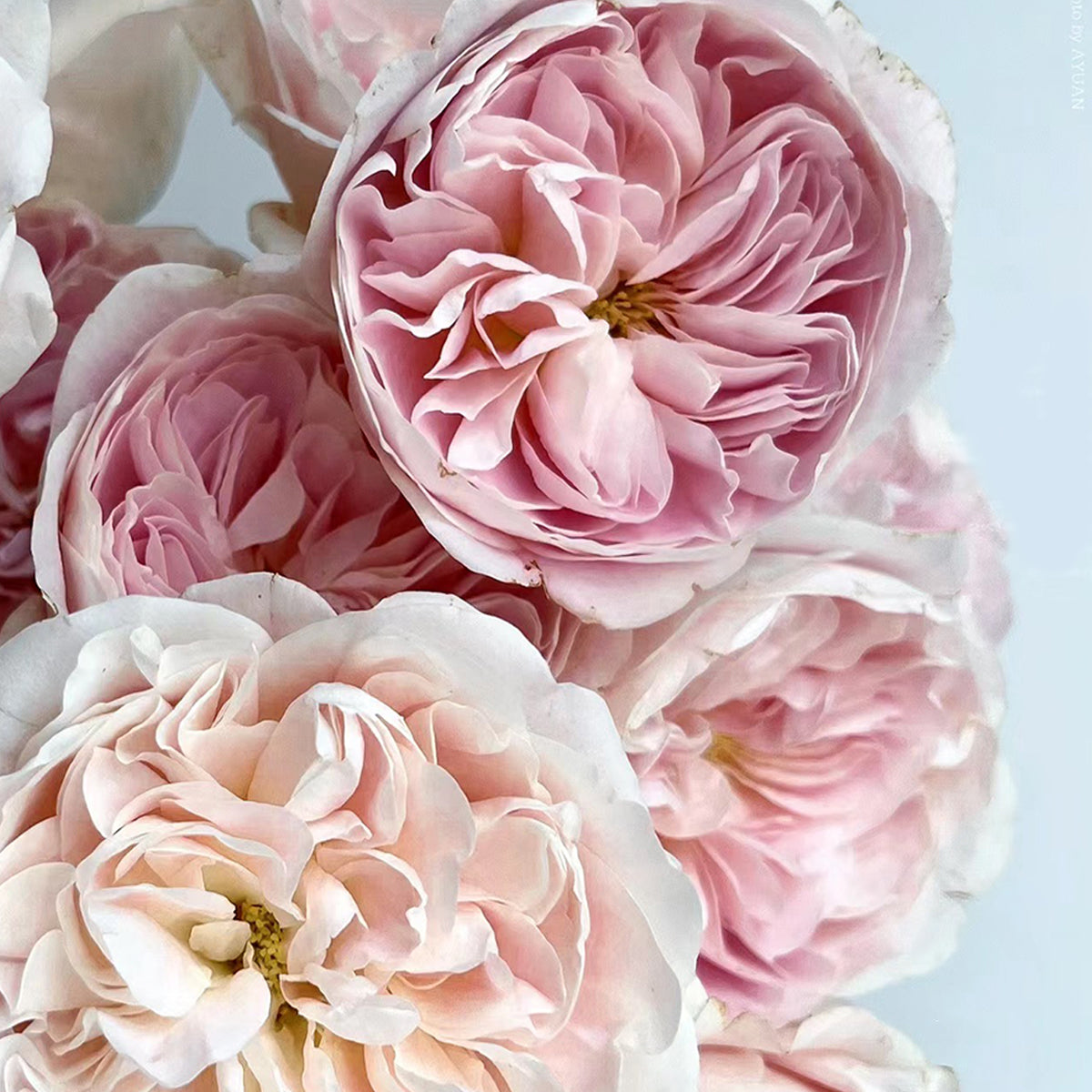 Dutch Florist Shrub Rose Inspired by Chiffon