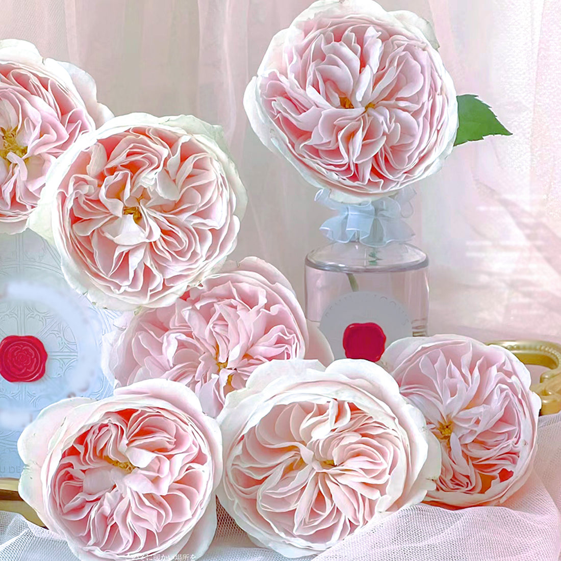 Dutch Florist Shrub Rose Inspired by Chiffon