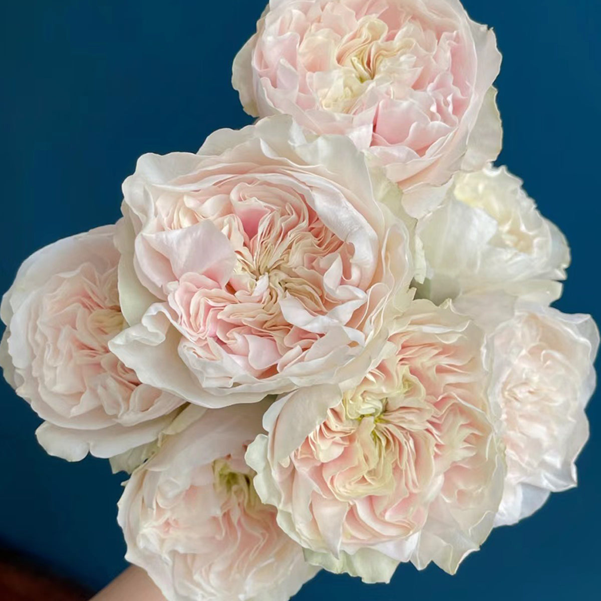 Dutch Florist Shrub Rose Inspired by Chiffon