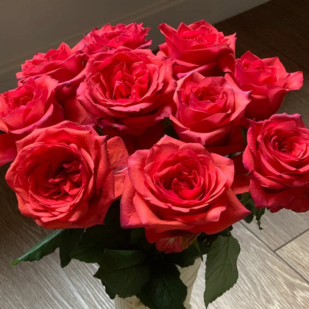 German Florist Shrub Rose Inspired by Chilli Gene