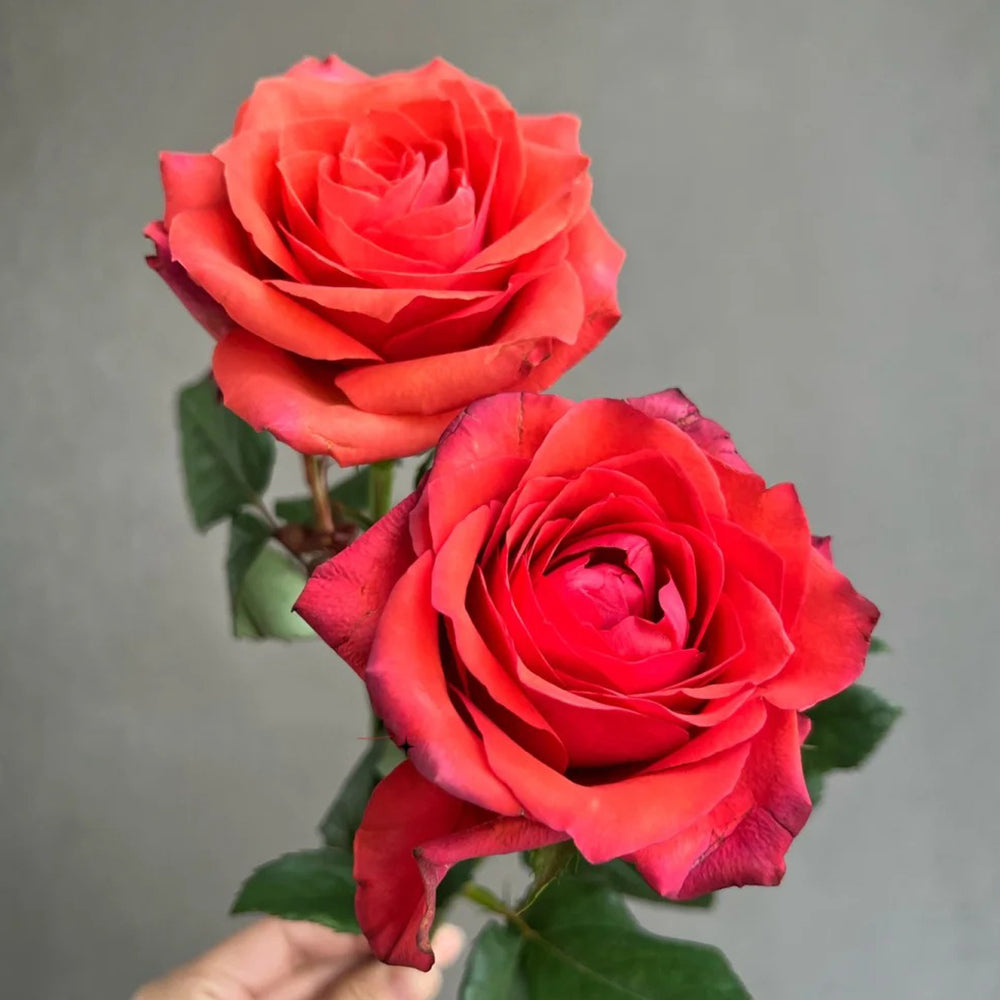 German Florist Shrub Rose Inspired by Chilli Gene
