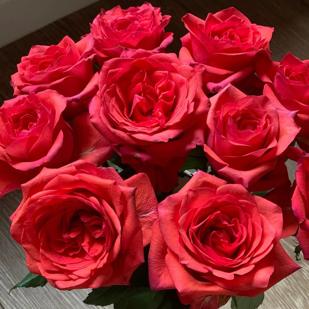 German Florist Shrub Rose Inspired by Chilli Gene