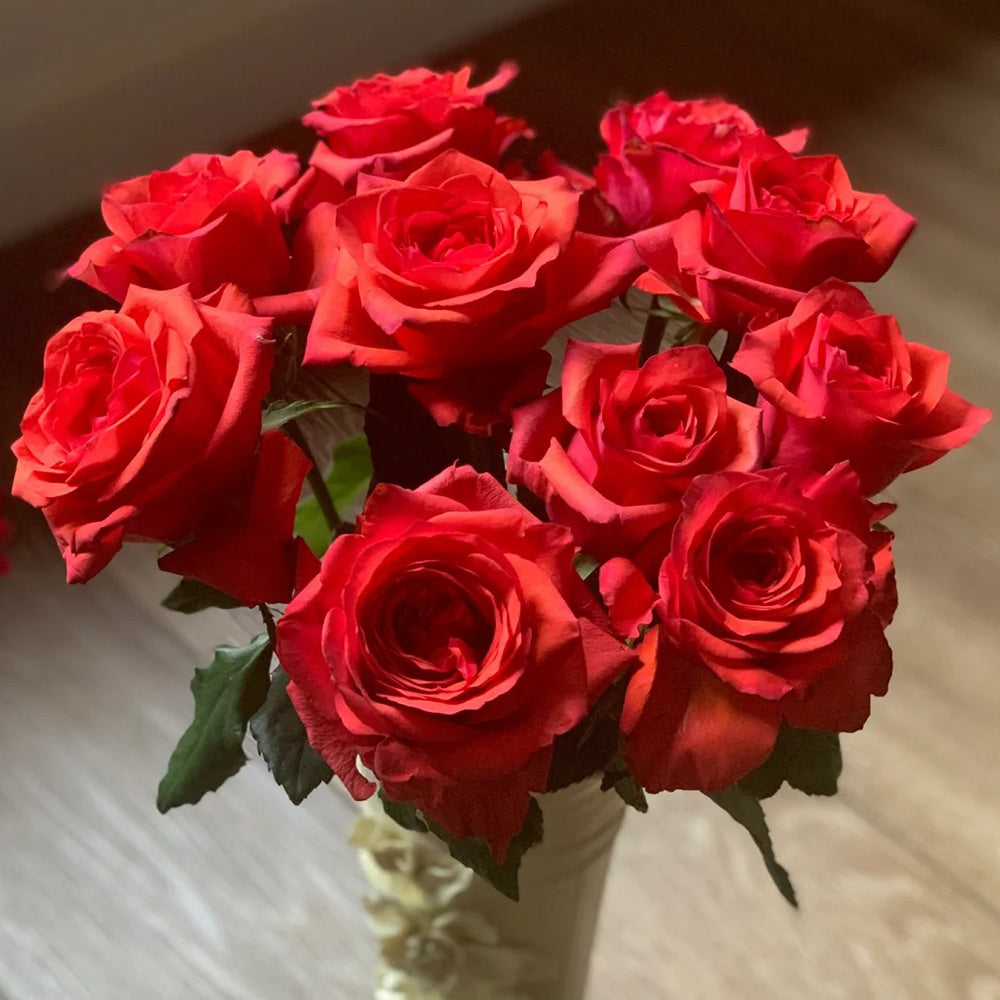 German Florist Shrub Rose Inspired by Chilli Gene