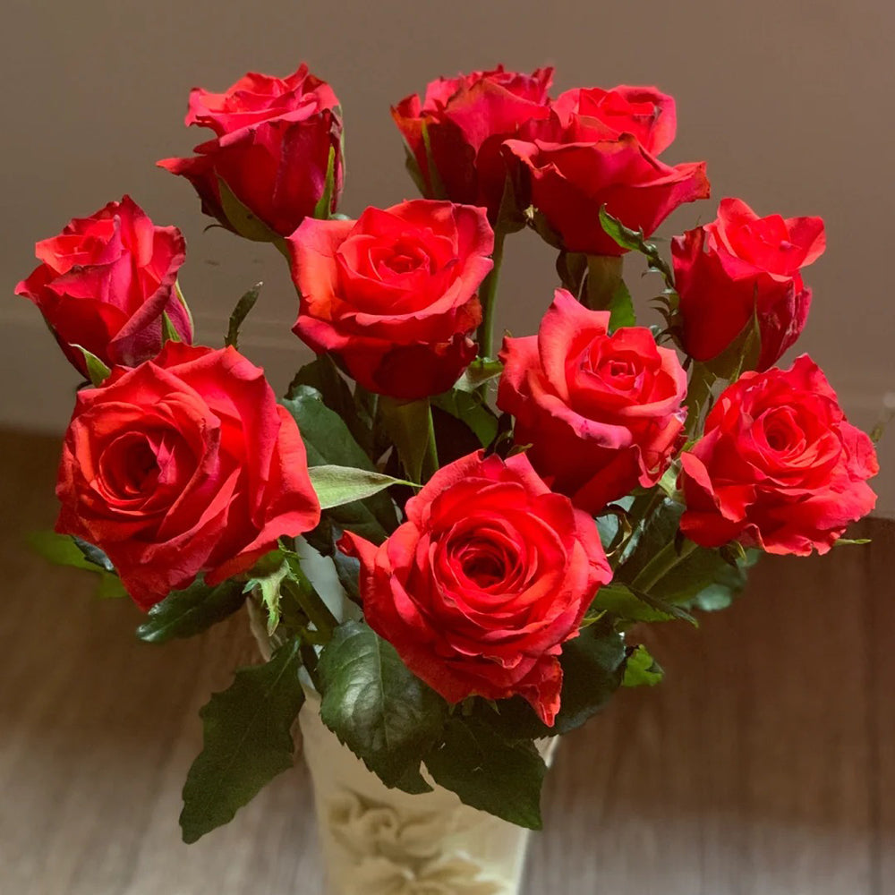 German Florist Shrub Rose Inspired by Chilli Gene