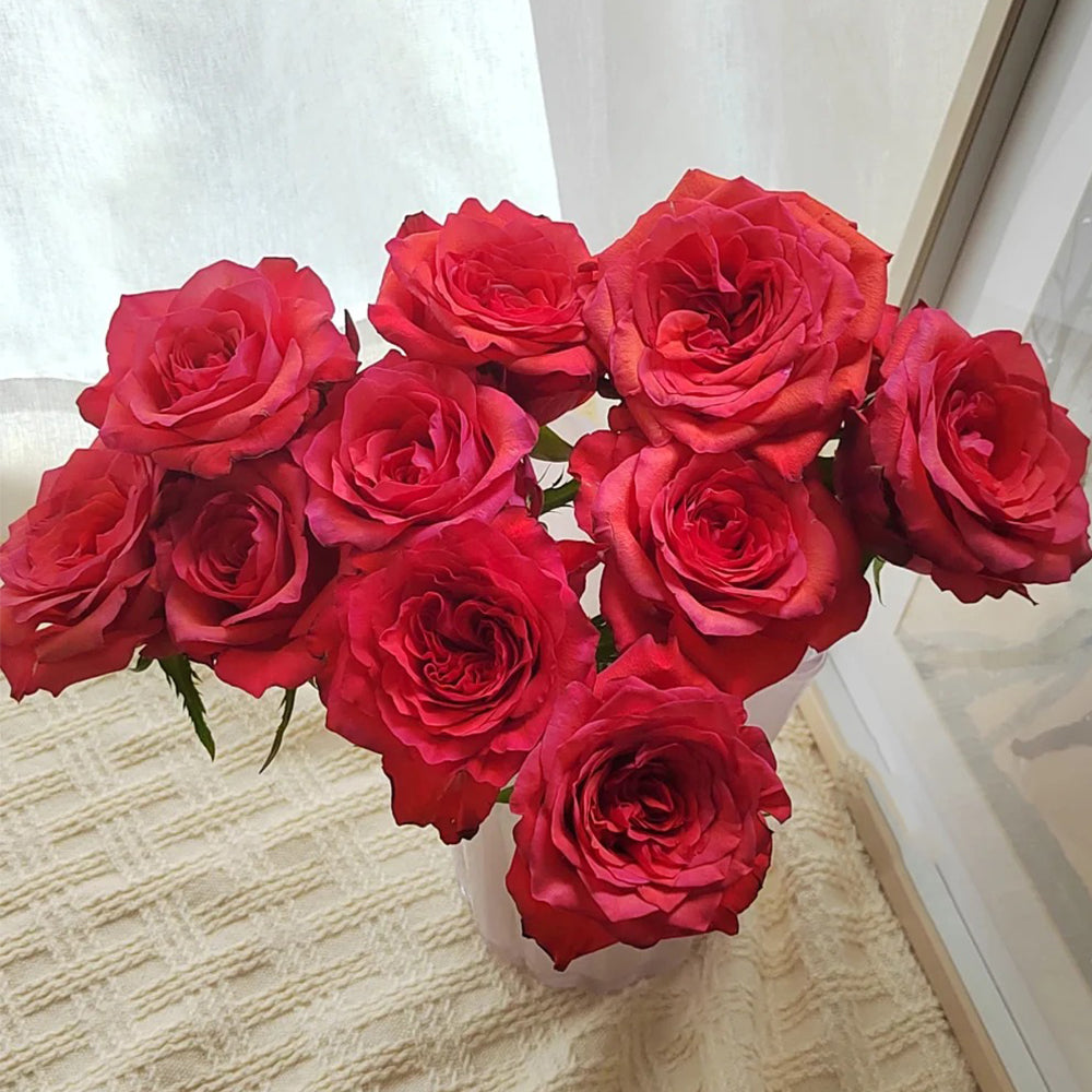German Florist Shrub Rose Inspired by Chilli Gene