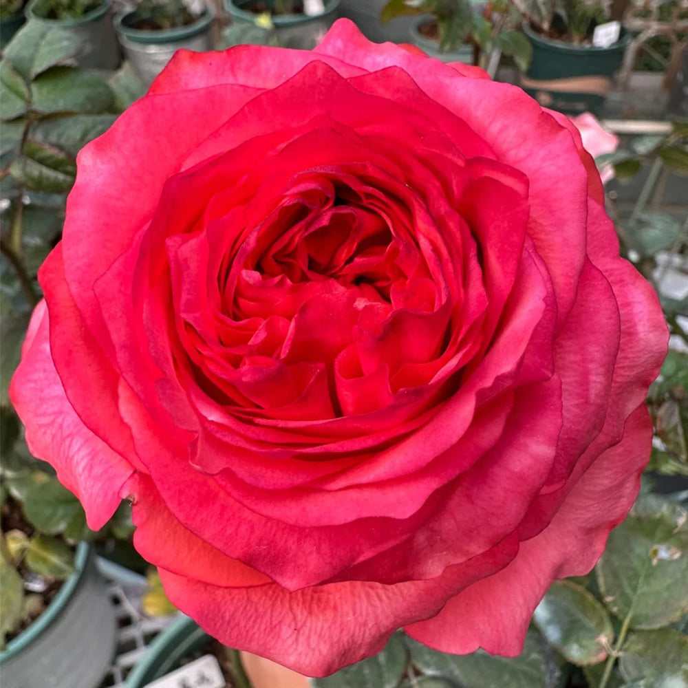 German Florist Shrub Rose Inspired by Chilli Gene