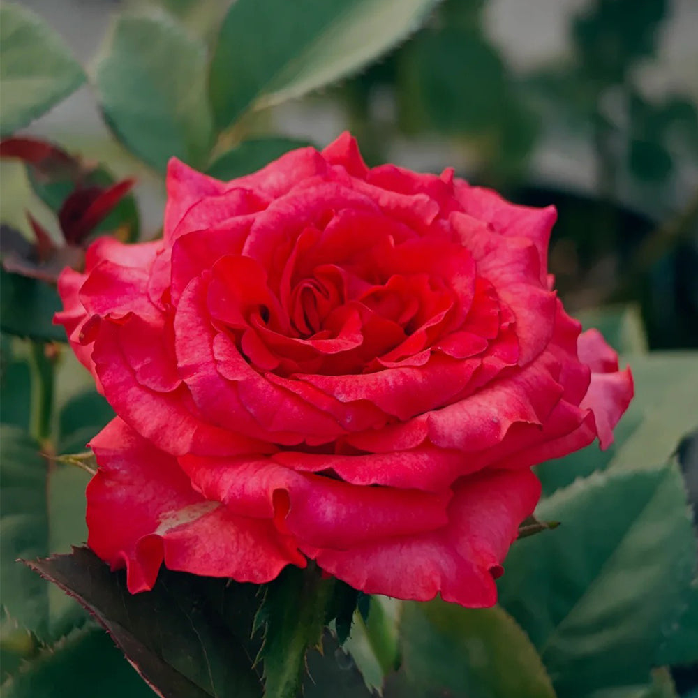 German Florist Shrub Rose Inspired by Chilli Gene