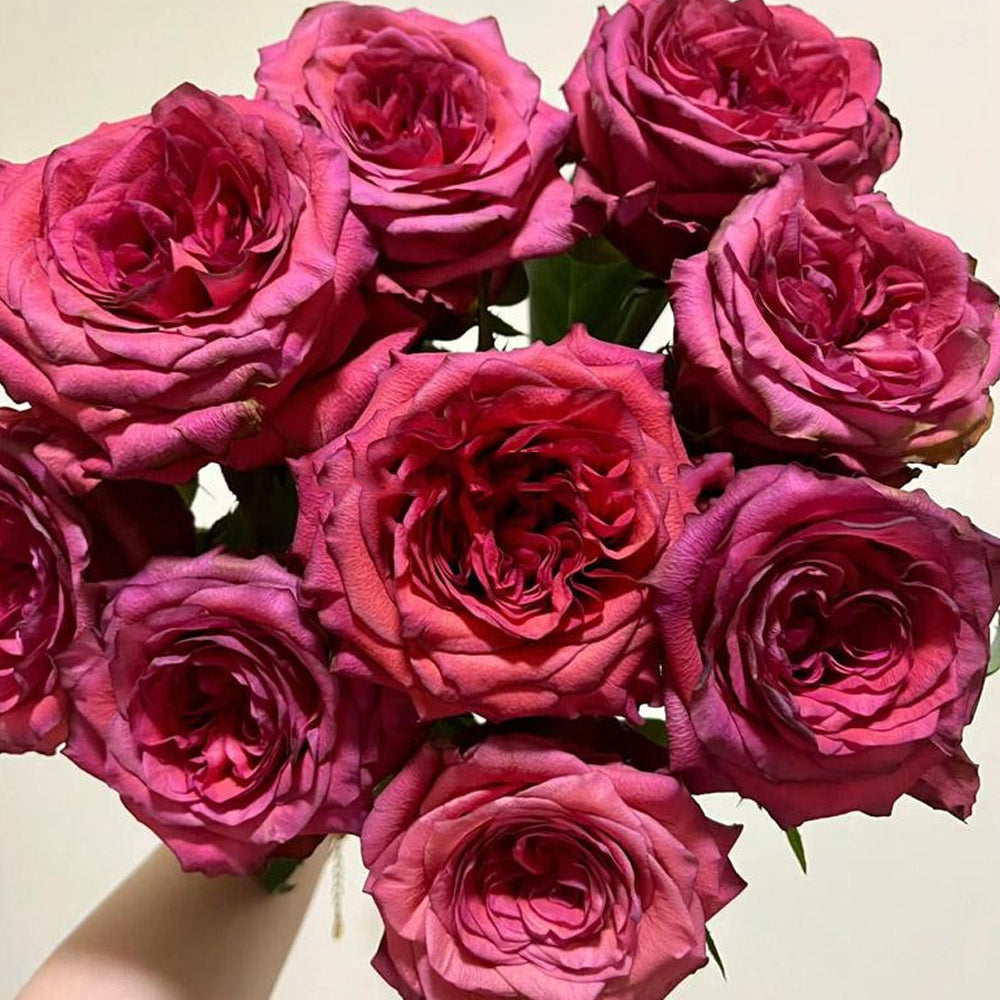 German Florist Shrub Rose Inspired by Chilli Gene
