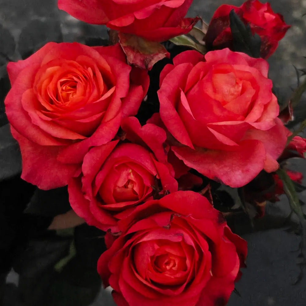 German Florist Shrub Rose Inspired by Chilli Gene