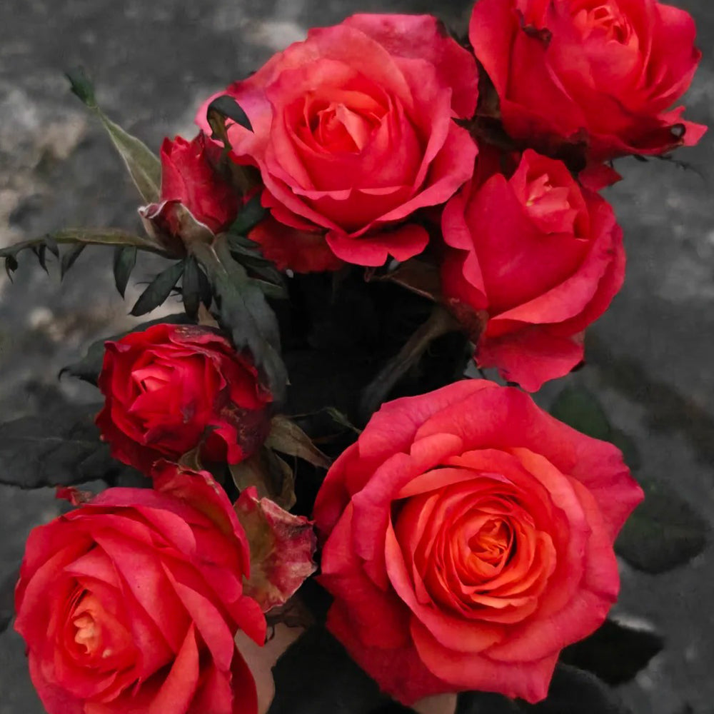 German Florist Shrub Rose Inspired by Chilli Gene