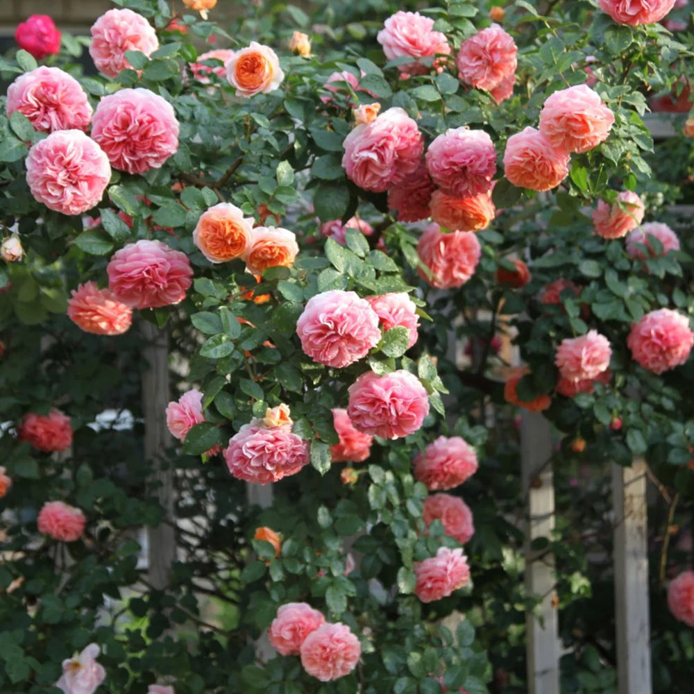 German Florist Climbing Hybrid Tea Rose Inspired by Chippendale