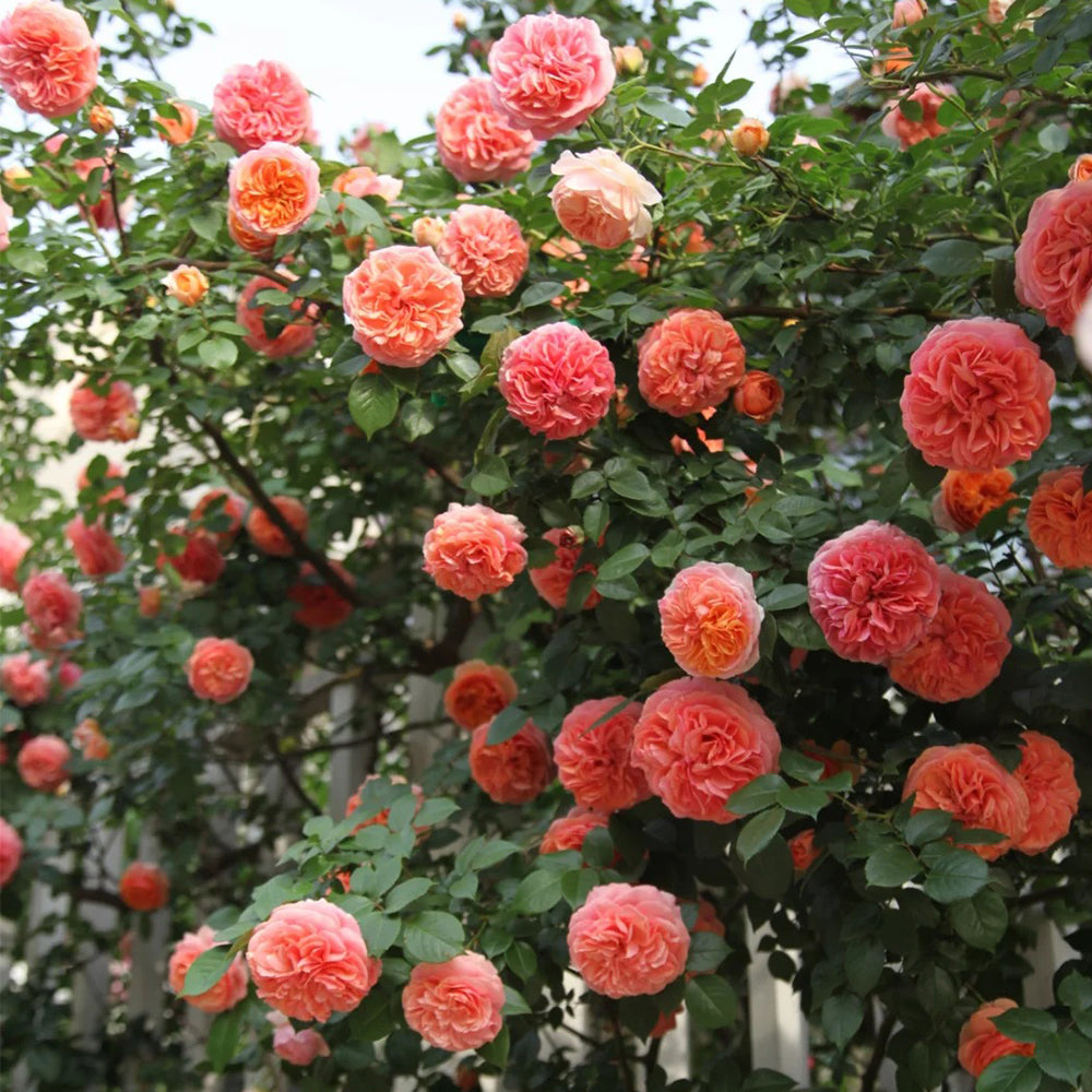 German Florist Climbing Hybrid Tea Rose Inspired by Chippendale