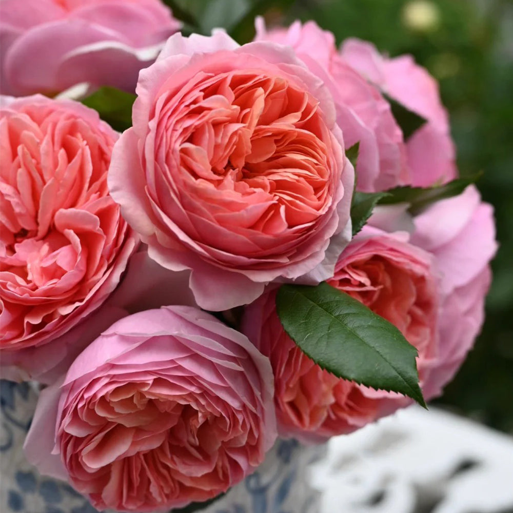German Florist Climbing Hybrid Tea Rose Inspired by Chippendale